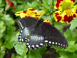 Butterflies, Natural History Museum : 